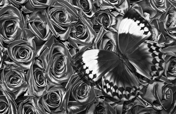Натуральный Черный Белый Фон Бабочка Морфо Розовых Цветах — стоковое фото