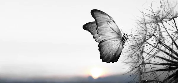 自然的黑白背景 莫弗蝴蝶和蒲公英在日出的背景下 蒲公英的种子在露珠中绽放 集中精神复制空间 — 图库照片