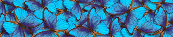 Panoramiczne Abstrakcyjne Naturalne Tło Jasny Niebieski Tropikalny Morpho Motyle Tekstury — Zdjęcie stockowe