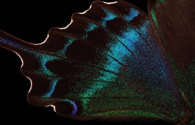 Papilio maackii. Alp siyah kırlangıç kuyruğu. Siyah renkli egzotik kırlangıç kelebek kanatları. Tropikal kelebek kanatları