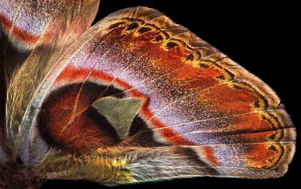 Attacus Atlas Atlasmal Vingar Färgglada Tropiska Atlas Fjäril Isolerad Svart — Stockfoto