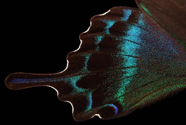 Papilio Maackii Альпийский Чёрный Ласточковый Хвост Красочные Экзотические Крылья Бабочки — стоковое фото
