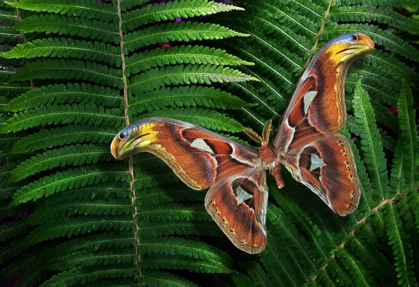 Fundo Tropical Colorido Borboleta Atlas Brilhante Folhas Samambaia Verdes Attacus — Fotografia de Stock