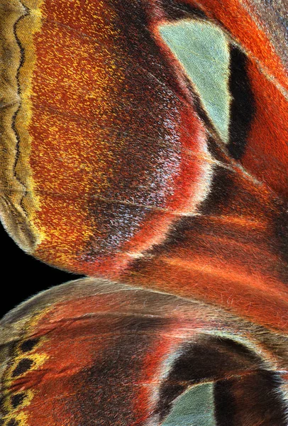 Attacus Atlası Atlas Güvesi Renkli Tropikal Atlas Kelebeği Kanatları — Stok fotoğraf