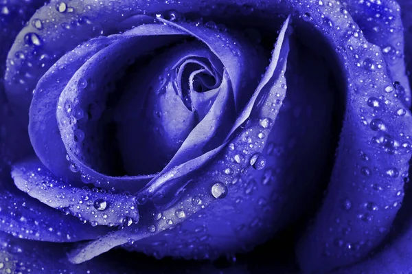 Belle Rose Bleue Dans Eau Gouttes Texture Fond Gros Plan — Photo