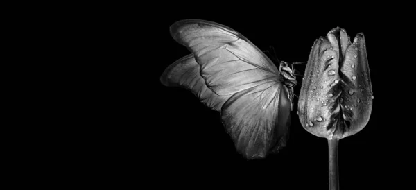 Sudaki Lale Çiçeğinin Üzerindeki Tropikal Morpho Kelebeği Siyah Üzerine Izole — Stok fotoğraf