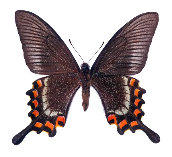 Papilio Maackii Alpin Svart Svälja Svans Ljusa Färgglada Tropiska Svälja Royaltyfria Stockfoton
