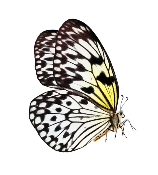 Großer Tropischer Schmetterling Für Design Schöne Schwarz Weiße Schmetterling Isoliert — Stockfoto