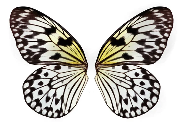 为设计而设计的大型专题蝴蝶翼 美丽的黑白蝴蝶翅膀与白色隔离在一起 想法Leuconoe 米纸蝴蝶 巨大的树仙女白色仙女蝴蝶 — 图库照片