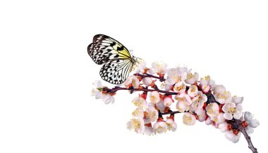 Parlak tropikal kelebek, bembeyaz sakura çiçekli bir dalda. Fikir luconoe. Pirinç kağıdı kelebeği.