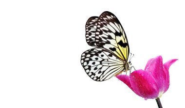 Pembe lale çiçeğinin üzerindeki parlak tropikal kelebek beyaz üzerine izole edilmiş su damlaları. Pirinç kağıdı kelebeği. Büyük ağaç perisi. Beyaz peri kelebeği..
