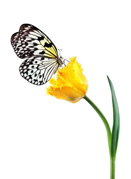 Borboleta Tropical Brilhante Flor Tulipa Amarela Gotas Água Isoladas Branco — Fotografia de Stock