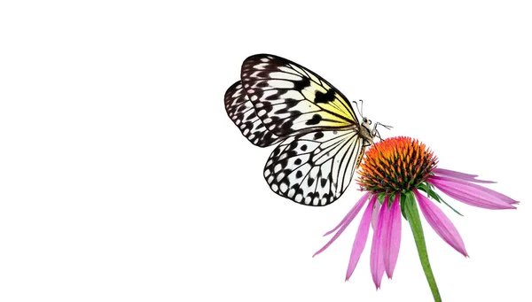 Brillante Mariposa Tropical Sobre Equinácea Flor Púrpura Aislada Blanco Mariposa — Foto de Stock