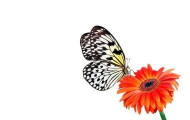 Turuncu gerbera çiçeğinin üzerindeki parlak renkli tropikal kelebek beyazın üzerinde izole edilmiş. Pirinç kağıdı kelebeği. Büyük ağaç perisi. Beyaz peri kelebeği..