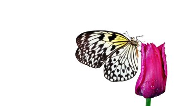 Mor lale çiçeğinin üzerindeki parlak tropikal kelebek beyaz üzerine izole edilmiş su damlaları. Pirinç kağıdı kelebeği. Büyük ağaç perisi. Beyaz peri kelebeği..