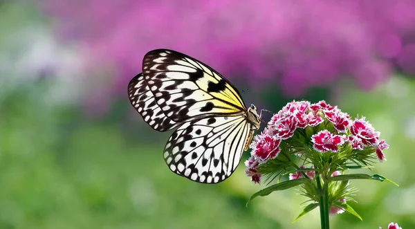 나비가 정원의 생각이야 라이스 페이퍼 나무늘보 — 스톡 사진