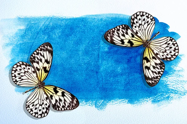 Jasné Barevné Tropické Motýly Modrém Rozmazaném Akvarelu Pozadí Motýl Rýžového — Stock fotografie