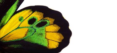 Kuş kanadı kanat dokusu arka planı. Makro fotoğraf tropikal kelebek kanadı. Rothschild 'in kuş kanadının kanat detayları (Ornithoptera rothschildi)