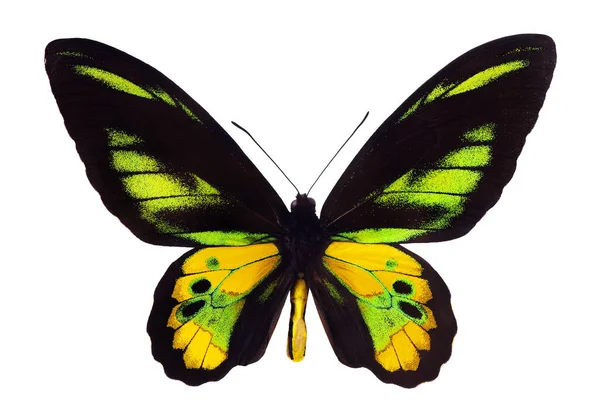 明亮的热带蝴蝶被白色隔离 宏观摄影热带蝴蝶 罗斯柴尔德的鸟类翼 鸟翅目罗斯柴尔德 — 图库照片