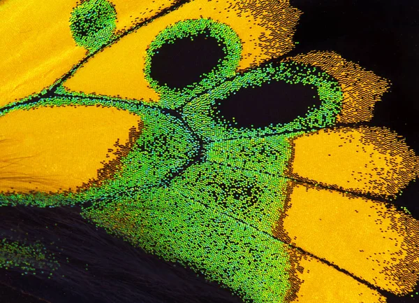 明るい蝶の翼からの装飾 鳥の蝶 マクロ写真熱帯蝶の翼黒に隔離された ロスチャイルドの鳥の羽の詳細翼 Ornithoptera Rothschildi — ストック写真