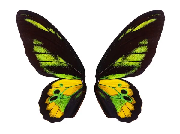 明亮的热带蝴蝶翅膀 设计上与白色隔离 宏观摄影热带蝴蝶翅膀 罗斯柴尔德鸟的翅膀细节 鸟翅目罗斯柴尔德鸟 — 图库照片