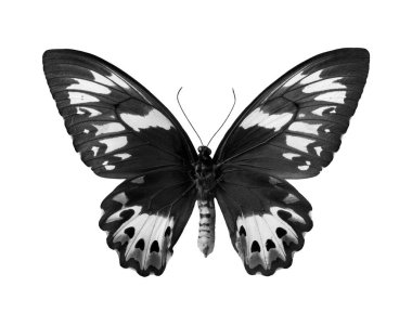 Büyük siyah ve beyaz tropikal kelebek beyazda izole edilmiş. Ornithoptera priamus urvillianus (dişi). Yeni Gine kuş kanadı. Yaygın yeşil kuş kanadı.