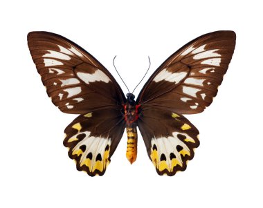 Beyazda izole edilmiş büyük renkli tropikal kelebek. Ornithoptera priamus urvillianus (dişi). Yeni Gine kuş kanadı. Yaygın yeşil kuş kanadı.