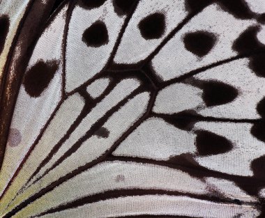 Parlak tropikal bir kelebeğin kanatları. Arka plan yakın plan. Güzel siyah beyaz kelebek kanatları. Fikir luconoe. Pirinç kağıdı kelebeği. Büyük ağaç perisi. Beyaz peri kelebeği..