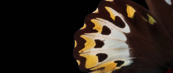 Madárszárny Pillangó Makro Fotózás Trópusi Pillangó Szárny Elszigetelt Fekete Ornithoptera — Stock Fotó
