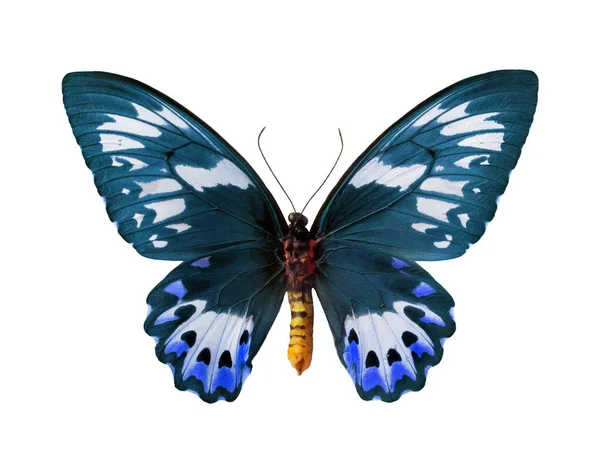 巨大的蓝色彩色热带蝴蝶被白色隔离 灵长类 原生动物 新几内亚鸟的翅膀 常见的绿雀鸟 — 图库照片