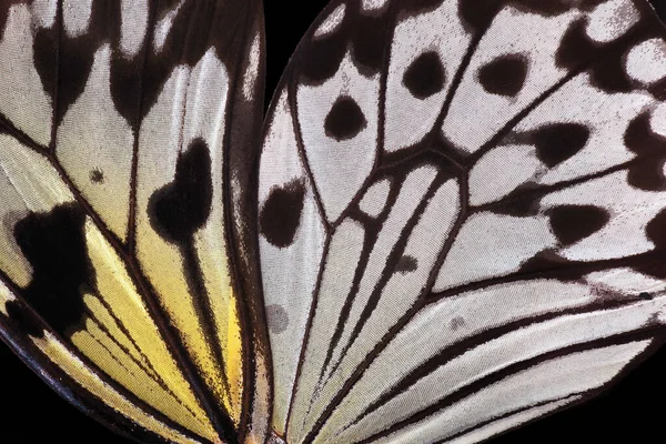 Flügel Eines Hellen Tropischen Schmetterlings Textur Hintergrund Nahaufnahme Schöne Schwarz — Stockfoto