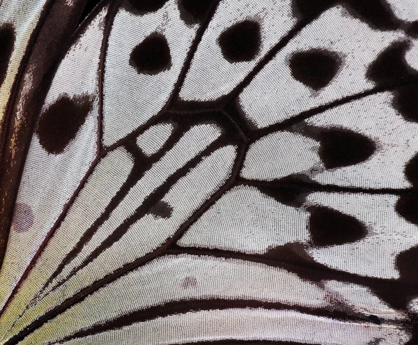 Wings Bright Tropical Butterfly Texture Background Close Beautiful Black White — Stock Photo, Image