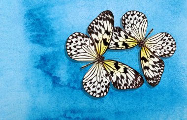 Mavi bulanık suluboya arka planda parlak renkli tropikal kelebekler. Pirinç kağıdı kelebeği. Büyük ağaç perisi. Beyaz peri kelebeği..