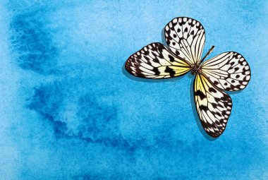 Mavi bulanık suluboya arka planda parlak renkli tropikal kelebekler. Pirinç kağıdı kelebeği. Büyük ağaç perisi. Beyaz peri kelebeği..