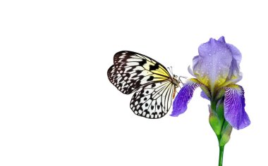 Mor iris çiçeğindeki parlak tropikal kelebek fikri beyaz üzerine izole edilmiş su damlaları. Pirinç kağıdı kelebeği. Büyük ağaç perisi. Beyaz peri kelebeği..