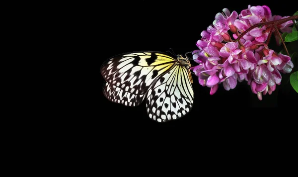 水中の紫色の蘭の花に明るい熱帯蝶は黒に孤立します ライスペーパー蝶 大きな木のニンフ 白いニンフ蝶 — ストック写真