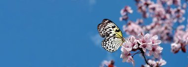 Bahar konsepti Mavi gökyüzünün arka planında çiçek açan bir sakura dalında parlak renkli bir kelebek. Fikir luconoe. Pirinç kağıdı kelebeği. Büyük ağaç perisi. Boşluğu kopyala