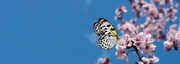 Conceito Primavera Borboleta Colorida Brilhante Ramo Sakura Florescente Contexto Céu — Fotografia de Stock