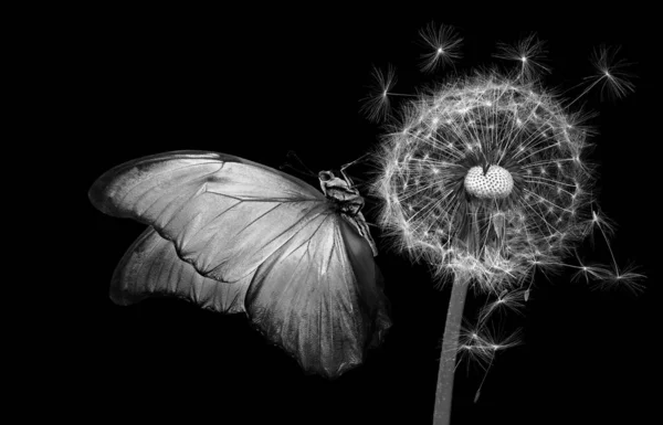 Papillon Morpho Brillant Sur Les Graines Pissenlit Isolées Sur Noir — Photo