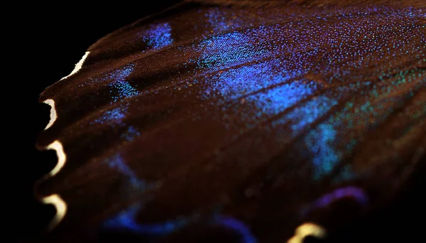Siyah Üzerine Renkli Egzotik Kırlangıç Kelebeği Kanadı Tropik Kelebek Kanadı — Stok fotoğraf