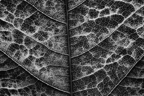 Fallen Autumn Leaf Texture Background Black White Leaf Texture Close — Zdjęcie stockowe