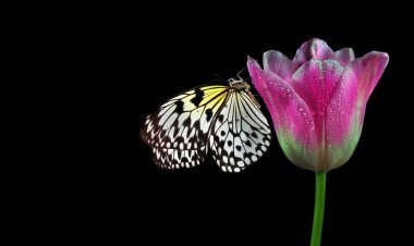 Bright tropical butterfly on pink tulip flower in water drops isolated on black. Rice paper butterfly. Large tree nymph. White nymph butterfly. Close up.