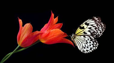 Bright tropical butterfly on red tulip flowers in water drops isolated on black. Rice paper butterfly. Large tree nymph. White nymph butterfly.