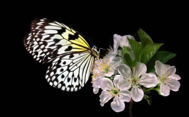 Bright tropical butterfly on sakura flowers isolated on black. Rice paper butterfly. Large tree nymph. White nymph butterfly. Close up.