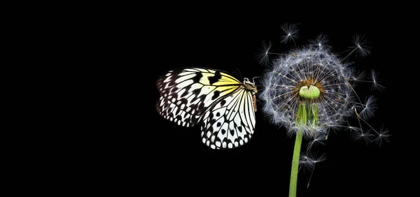 Papillon Tropical Brillant Sur Graines Pissenlit Isolées Sur Noir Papillon — Photo