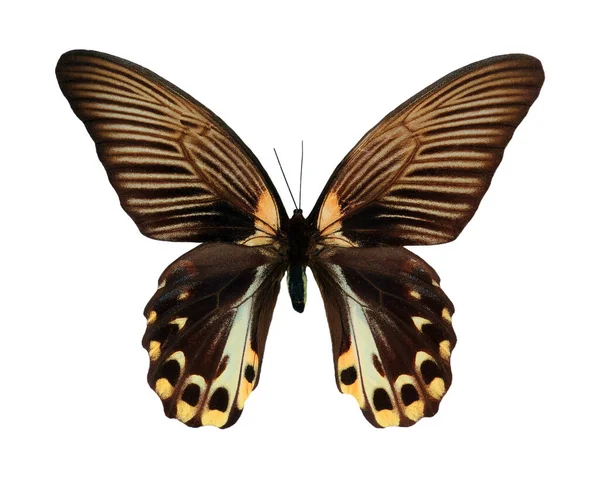 蝶の緋色のモルモンまたは赤いモルモン デザインのための蝶 白い蝶に隔離され — ストック写真