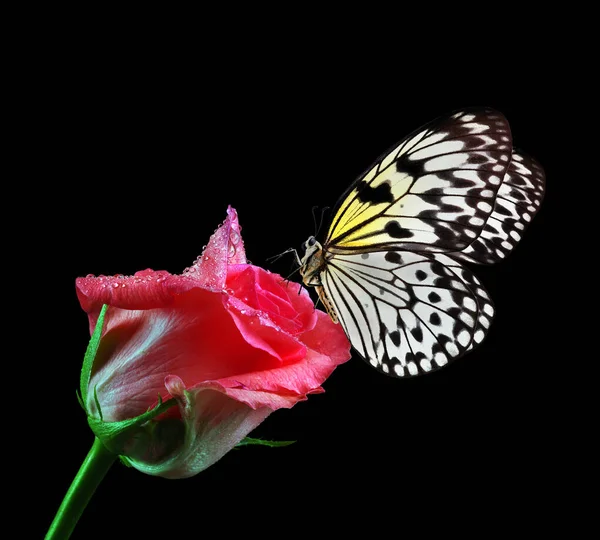 Brillante Mariposa Tropical Sobre Rosa Rosa Gotas Agua Aisladas Negro — Foto de Stock