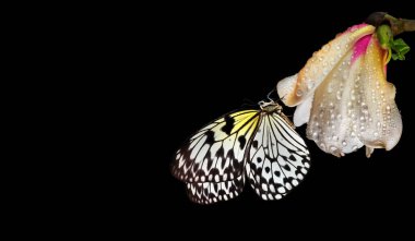 Bright tropical butterfly on white magnolia flower in water drops isolated on black. Magnolia bud and butterfly close-up. Rice paper butterfly. Large tree nymph. White nymph butterfly.