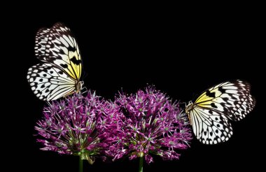 Bright tropical butterflies on purple flowers isolated on black. Blooming decorative onion. Rice paper butterfly. Large tree nymph. White nymph butterfly.