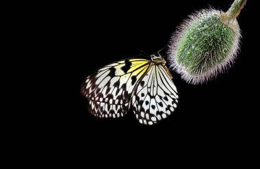 Bright tropical butterfly on a poppy bud in water drops isolated on black. Poppy bud and butterfly close-up. Rice paper butterfly. Large tree nymph. White nymph butterfly.